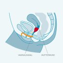 FunFactory Menstruationstasse FunCup Gr&ouml;&szlig;e B - weintraube